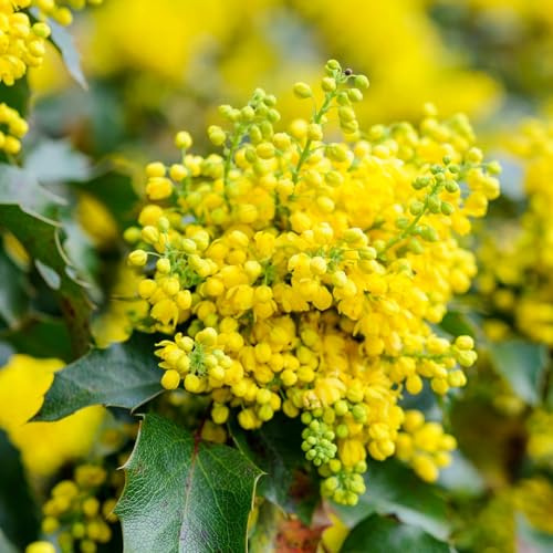 Maonia Mahonia Aquifolium Uva dell'Oregon pianta sempreverde in vaso ø27 cm h 30/50 cm FOTO REALI Vivaio di Castelletto