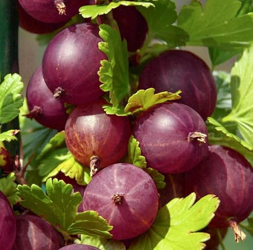 2pcs Jeanne Gooseberry Bushes Live Plant, Dark Red Gooseberry Plant Sweet Gooseberries Berries Bush 6-12 Inch Tall
