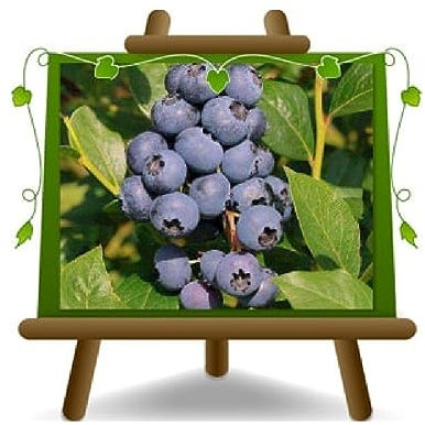 EURO PLANTS VIVAI Myrtilles Noir Géant Américain variété Legacy plante fruitière ancienne en pot 20 cm hauteur 50-100 cm - Âge 2 ans