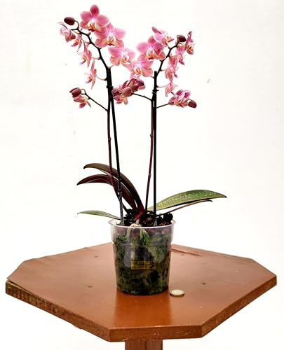 POWERS TO FLOWERS - PHALAENOPSIS PROFUMATE, MADAGASCAR, VASO 12CM DIAMETRO, Pianta vera