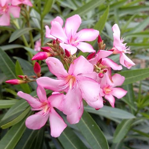 100 Stück rosa Oleander-Blumensamen