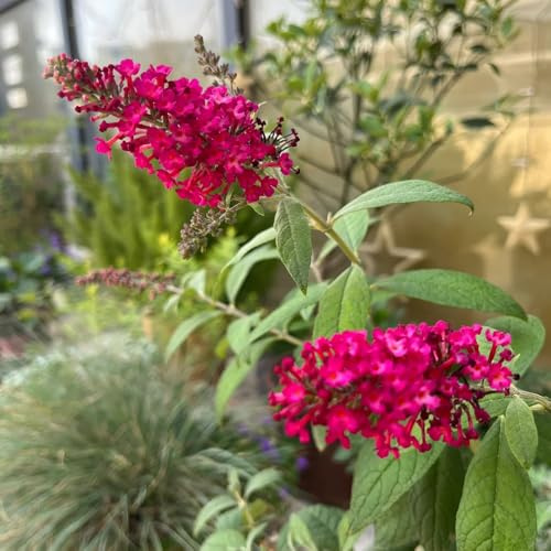 Semi di arbusto farfalle, Buddleja davidii, decorazione da giardino per esterni semi arbusti ti resistenti decorazione floreale come per gli 200pcs