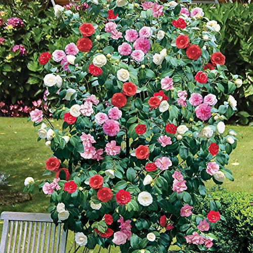 2 x Camellia Tricolour Plant Low Maintenance Hardy Evergreen Garden Shrub with Pink, Red and White Blooms, Multicoloured, Camellia Tricolour in 15cm Pot by Thompson and Morgan