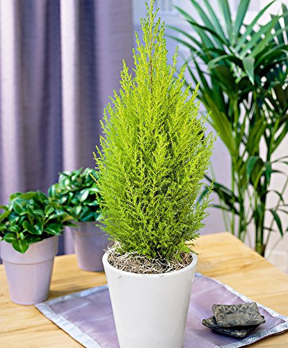 1 PIANTA DI CUPRESSUS GOLDEN CREST CIPRESSO WILMA VASO 12CM conifera