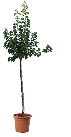 KENTIS – Aprikosen Pflanzen – Aprikosenbaum – Echte Outdoor Pflanzen – Garten Obstbaum – Obstpflanzen – Topf Ø 28 cm
