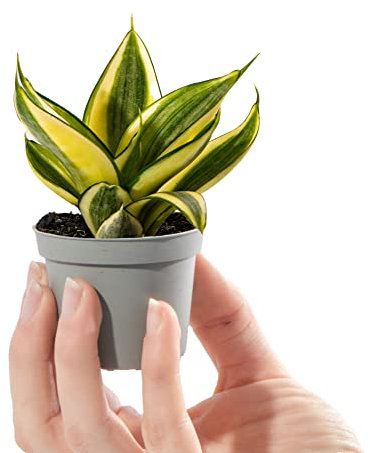 Baby Birds Nest Snake Plant - Sansevieria Golden Hahnii Small Potted Houseplant Gift for Indoor Home Office Kitchen Living Room