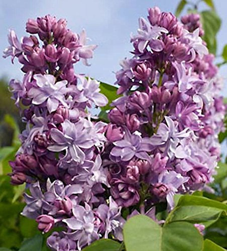 Edelflieder President Poincare - Kircher-Collection 40-60cm - Syringa vulgaris - lebende Gartenpflanze aus den Baumschulen