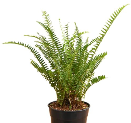 Helecho Natural de Interior Planta Colgante Añade Elegancia a tu Hogar