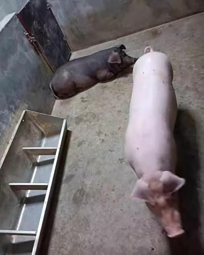Schweinetrog 5-, 8- Und 10-Loch-Viehfuttertrog für Den Außenbereich Innenbereich Futtertrog für Geflügel, Ziegen, Rinder, Ponys Schweinefuttertröge für Den Außenbereich, Robust(39.4/3.3ft/5bit)