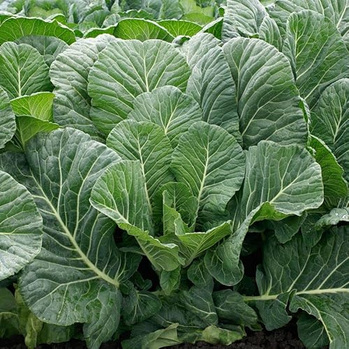 Park Seed, Top Chop Collard Seeds, Pack of 200 Seeds