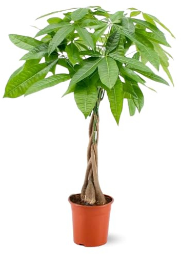 Attitude Jardin - Pachira aquatica - plante d'intérieur - peu d'entretien - 100-110 cm - ⌀ 21 cm - money tree