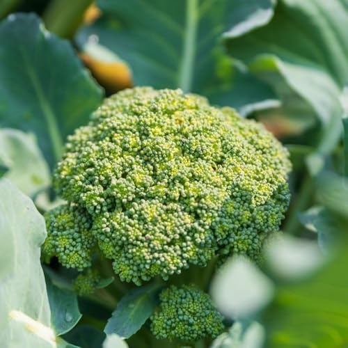 semillas de coliflor verdes de interior balcón decorativas resistentes para el jardín Las jardín rocas son resistentes 150pcs