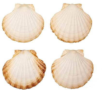 Finoly Conchas de Vieira Natural Grandes Pack 4/8/12/16 Unidades 10 x 11 cm para Cocina Decoración | Conchas de Vieiras Grandes Manualidades Artesanía DIY (4)