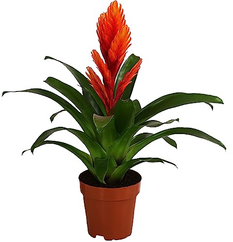 Dehner Vriesea Intenso Orange, orange-farben, ca. 45 cm, Ø Topf 12 cm | Bromelia cultivars, rosettenförmige Zimmerpflanze, für helle und luftfeuchte Standorte