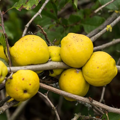 semillas de membrillo, balcón raras huerta regalos para jardineros invernaderos balcón exóticas resistentes para el jardín enanos 180pcs