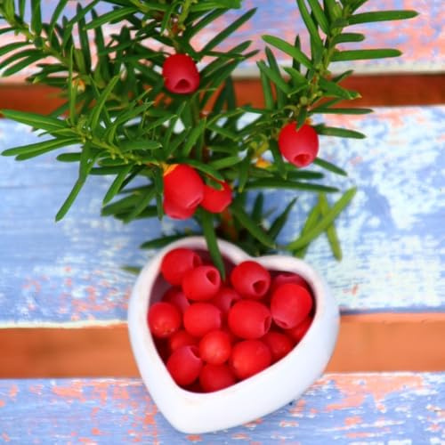 Semi di Taxus baccata verdi, decorazione del giardino esterno da balcone, ornamentale resistente da giardino resistenti perenni 25pcs