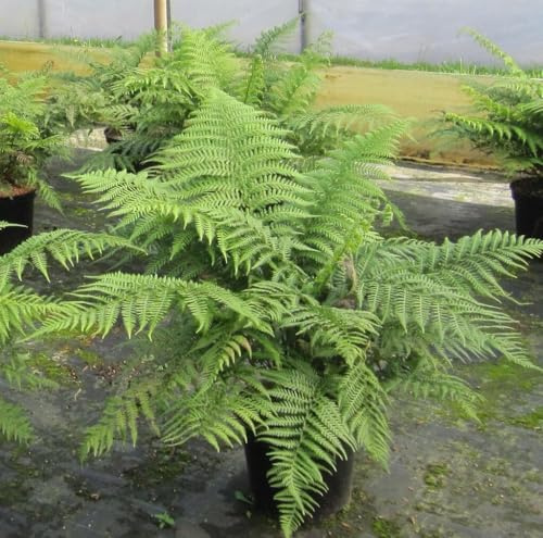Tropischer Baumfarn - Echter Baumfarn - Dicksonia antarctica - Besonderheit - 60-80cm