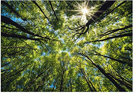 WallArena Vlies Fototapete, Natur, 368x254cm | Fototapeten - Tapeten - für Wohnzimmer Schlafzimmer - Vliestapete Wandtapete Tapete 3D Effekt- inkl. Kleister