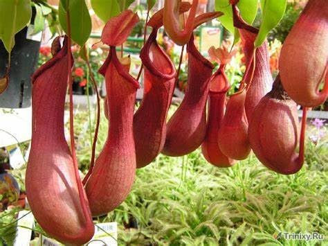 Pianta di Nepenthes alata, piante carnivore vs14