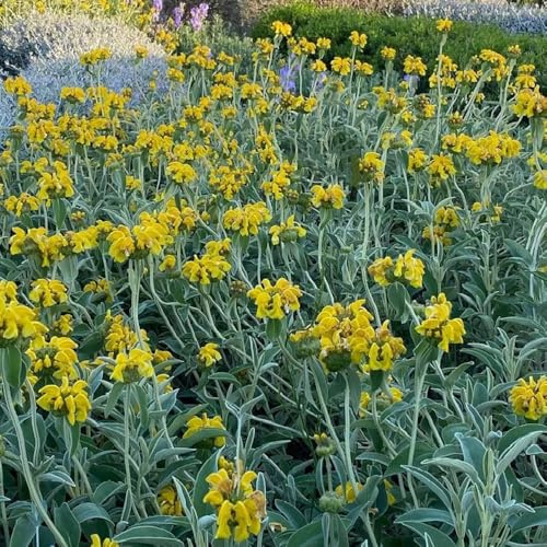 Semillas de Phlomis fruticosa - de jardín semillas de silvestres orgánicas 300pcs