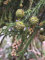 Sicheltanne Cryptomeria japonica Pflanze 15-20cm Sugi Japanische Zeder Zypresse