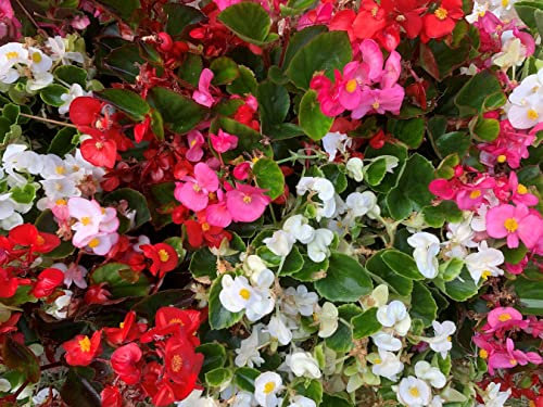 Begonia Plants, 'Organdy Mixed', 20 x Full Plant Pack, Bedding Plants, Begonias, Mixed Flowers, Begonia Mix, Garden Ready and Ready to Plant, Premium Quality Flowers
