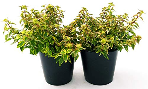POWERS TO FLOWERS - ABELIA VARIEGATA ARANCIO 2 PIANTE, vaso 12cm, pianta vera