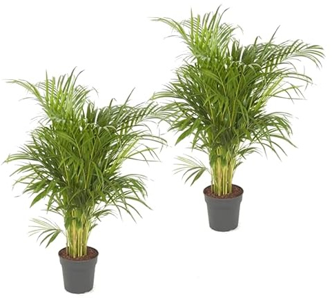 DECOALIVE Pack de 2 Palmeras Areca Naturales Grandes Dypsis Lutescens Plantas de Interior