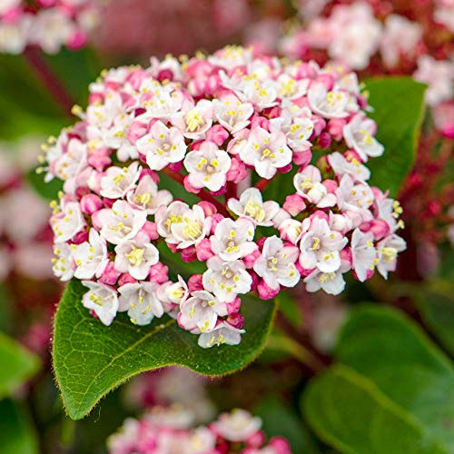 Viburnum tinus Lisarose, arbuste persistant d'extérieur pour jardin.