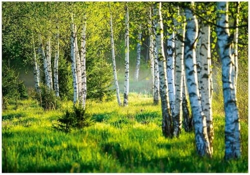 WallArena – fleece fototapet skog 400 x 280 cm – fototapeter – för vardagsrum sovrum – fibertapet tapet tapet 3D-effekt – inklusive lim – björk landskap natur grön
