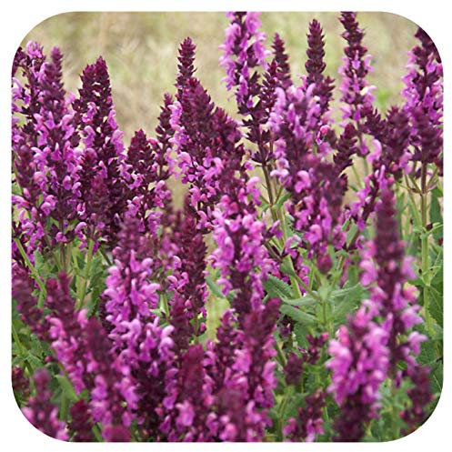 Salvia x superba Rose Queen Hardy Perennial Large Plug Plants x 6