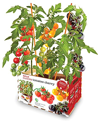 Premium Vegetable Tomatoes Cherry