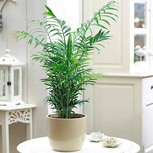 Chamaedorea Elegans Palme – Große Premium Zimmerpflanze im 13 cm Topf