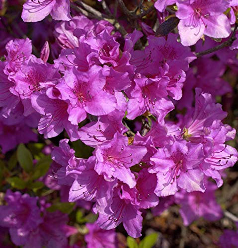 Japanische Azalee Blue Danube 20-25cm - Rhododendron obtusum - Zwerg Alpenrose