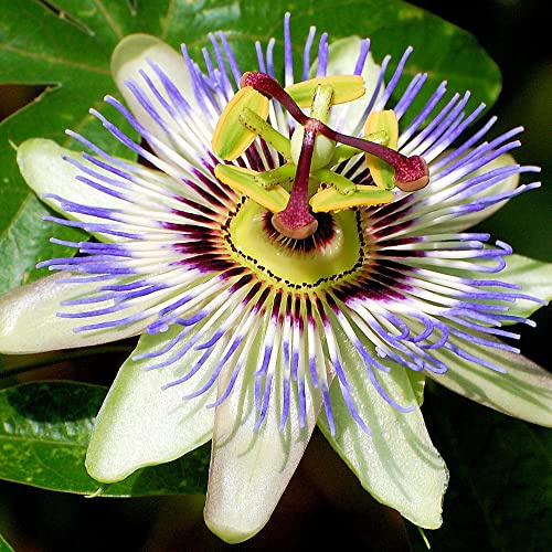 Passiflore 'Caerulea' Arbuste de jardin semi-persistant, résistant, en pot.