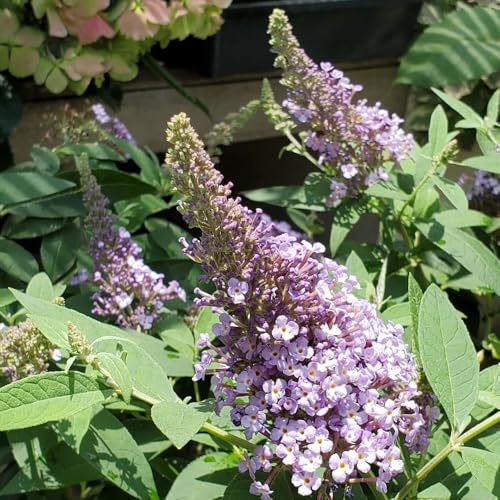 Semi di Buddleja davidii, serre da balcone arbusti a crescita rapida semi di esotiche estivi giardino rare per luoghi soleggiati vecchie varietà decorazione 55pcs
