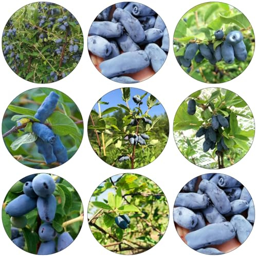mirtillo siberiano - perennes resistenti colonnari semi di interni selvatici 50pz