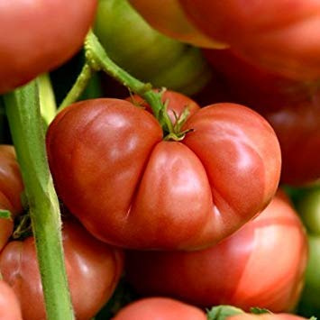 Seed Packet: 20 Big Brandy Tomato Wedding Seeds: Only Seeds Not a Live Plant