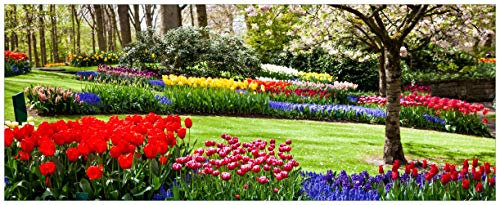 Wallario Glasbild Bunte Blumen und Kirsch-Baum im Park blühen im Frühling - 32 x 80 cm Wandbilder Glas in Premium-Qualität: Brillante Farben, freischwebende Optik