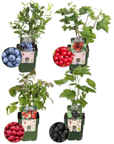 Plants by Frank | Fruchtparadis BIO Obstpflanzen set im mix von 4 verschiedene Sorten | 100% Biologisch Kultiviert | Obstgarten | Obstpflanzen | Pflanzen | Gartenpflanzen Winterhart