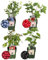 Plants by Frank | Fruchtparadis BIO Obstpflanzen set im mix von 4 verschiedene Sorten | 100% Biologisch Kultiviert | Obstgarten | Obstpflanzen | Pflanzen | Gartenpflanzen Winterhart