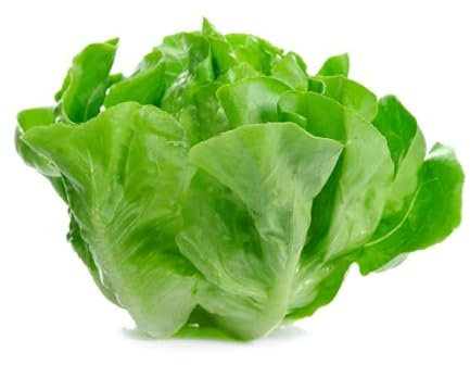 LATTUGA MORTARELLA NR 300 SEMI