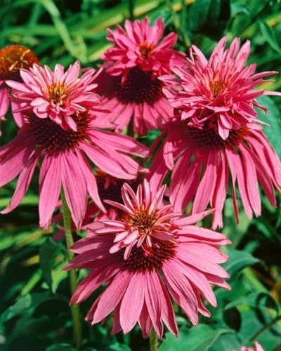Echinacea purpurea 'Doppeldecker' 9x9 cm Topf – Winterhart, Mehrjährig, Pflegeleicht – Purpur-Sonnenhut – Staude für Beet & Rabatte