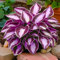 Bulbos Hosta perennes, brillantes a granel, plantación profesional para impresionantes exhibiciones de jardín, 4 bombillas, D