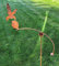 GAP GARDEN PRODUCTS - Solid Metal Rustic finish Garden Wind Spinner/Rocker with a Humming Bird design on a Single arm (Bare metal and will rust natuarally)