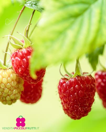 Planta de frambuesa rojo rechazante 'Polka' en maceta Ø 18 cm – Altura 70/80 cm