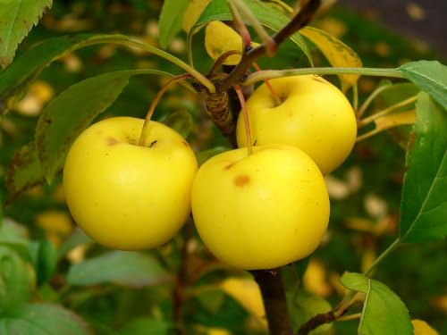 Holzapfel 20 Samen Malus sylvestris Wildapfel Winterhart Rarität