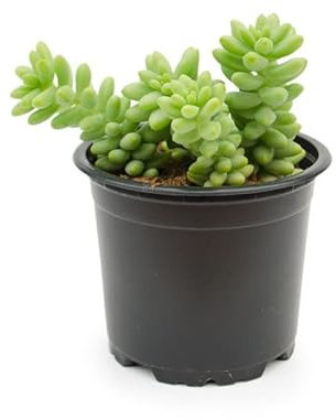 DECOALIVE Sedum Morganianum Cola de Mono Planta Natural para Decorar la Casa