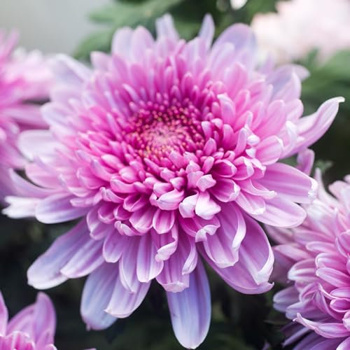 Planta Crisantemo Natural Variedad de Colores y Tamaños