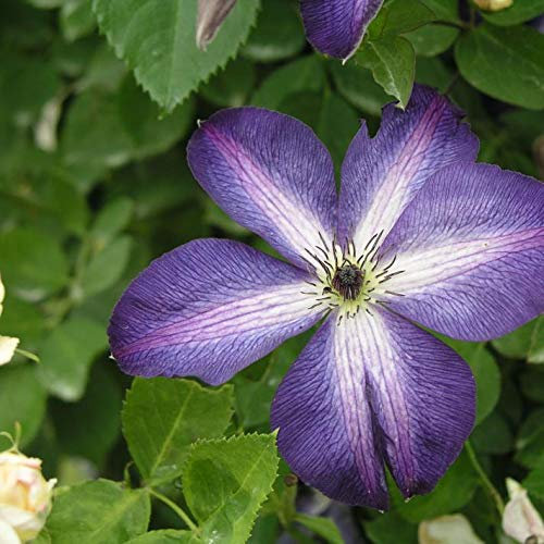 Clématite également appelée Clématite/ca. 50 graines/belles couleurs